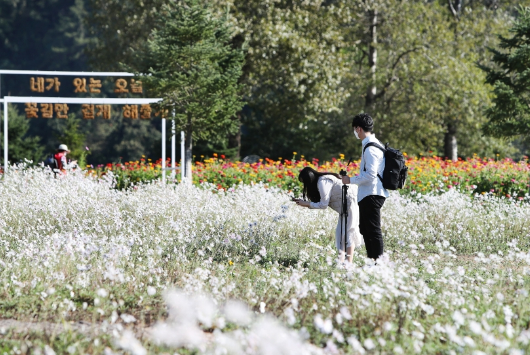 자라섬꽃페스타