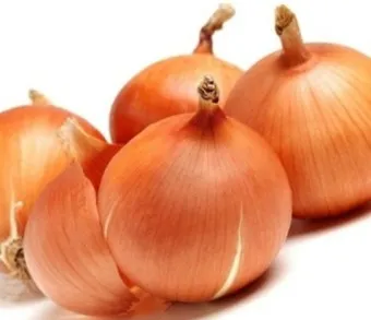 양파 수확시기_5