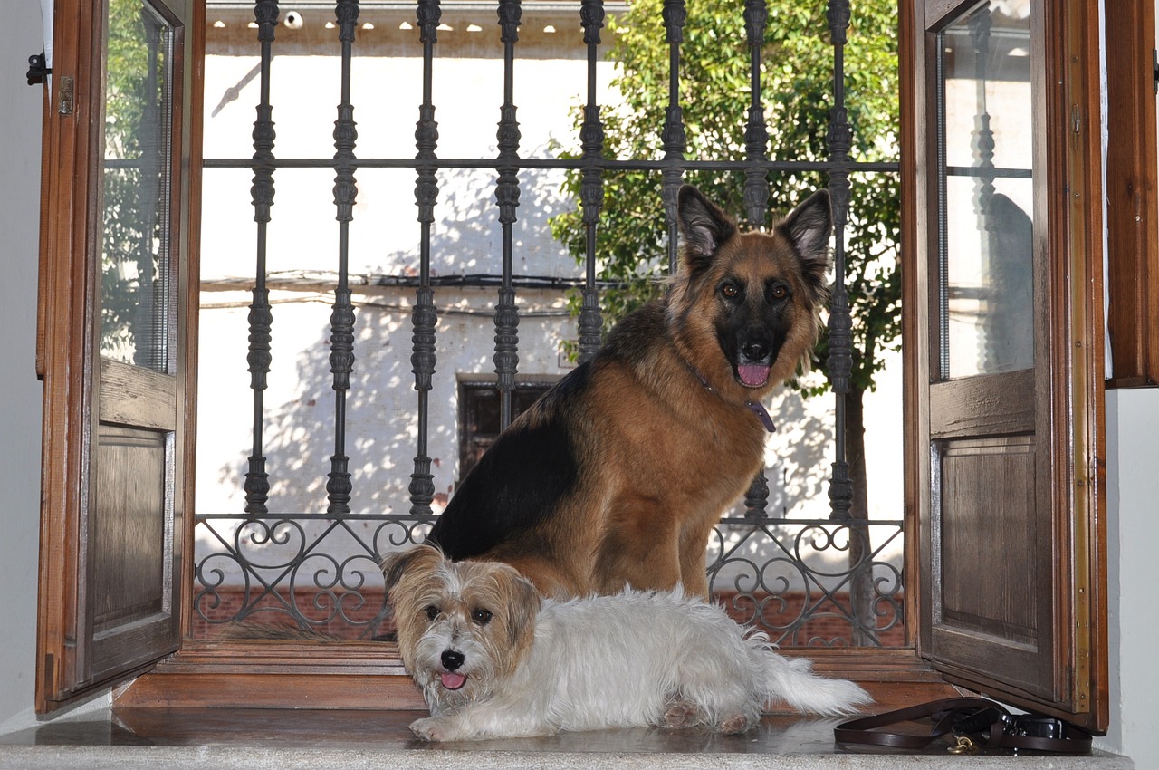 성견-강아지-검진