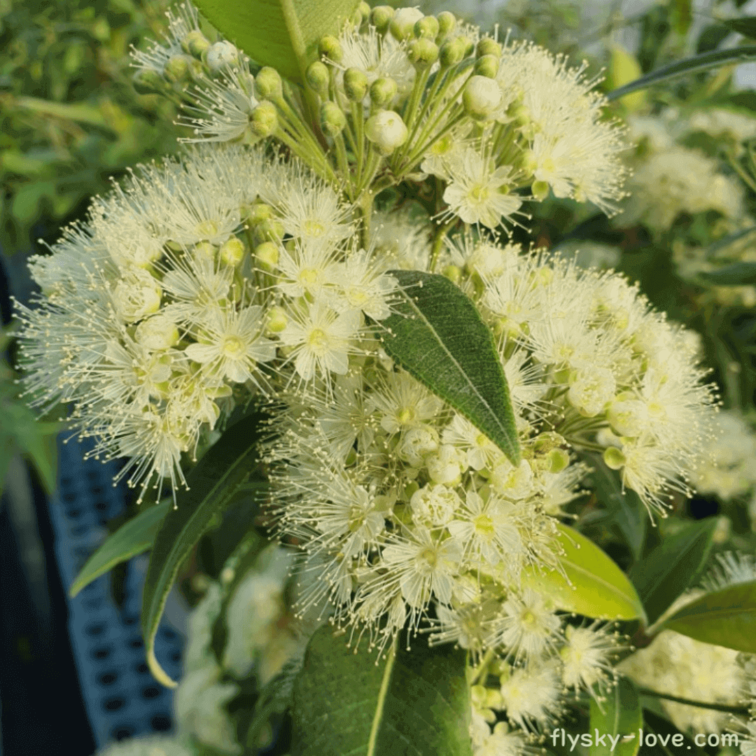 레몬 머틀 (Lemon Myrtle) 효능