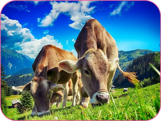 2024년 소띠운세