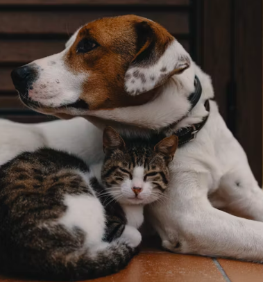 동물보건사에 대하여 알아보기