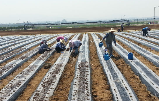 참깨 수확시기 방법 남부 중부 지방 물주기 파종 베는시기 총정리1