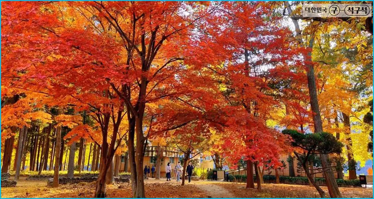 남이섬 단풍풍경