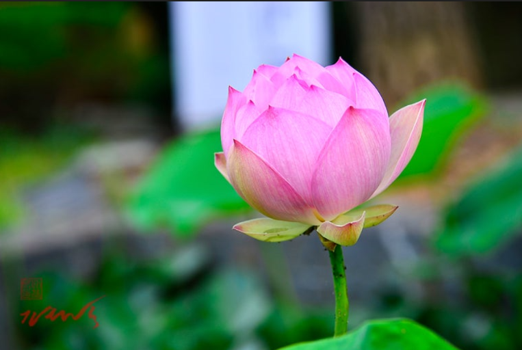 연꽃
