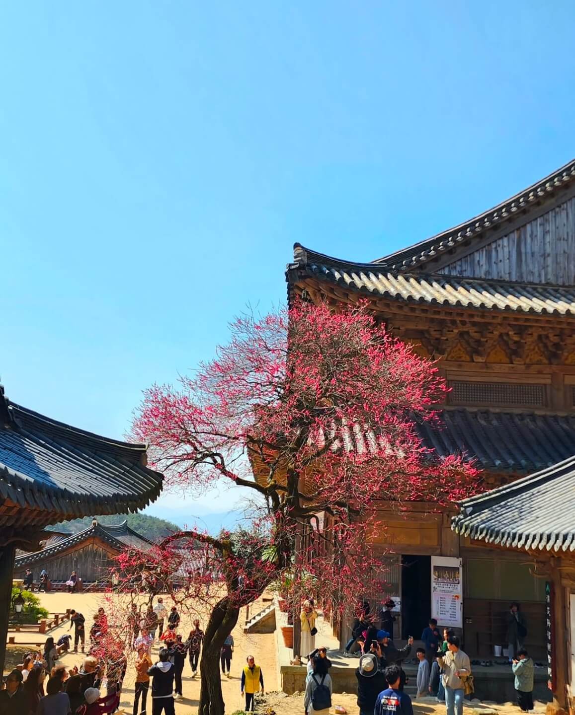 광양 매화축제기간