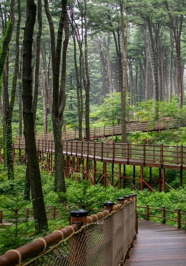 잣향기 푸른 숲