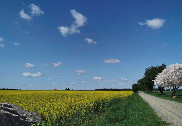 봄의 유채꽃 축제와 사진촬영