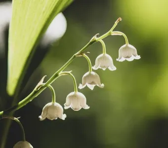 은방울꽃 꽃말 봄 꽃 꽃말 모음_5