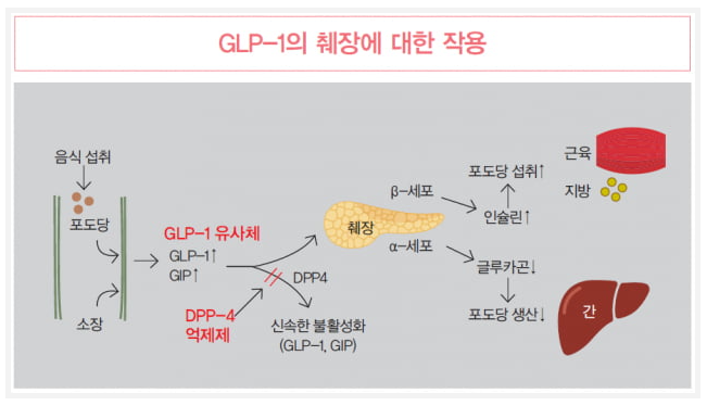 위고비 부작용, 효과, 요요현상 없을까? 삭센다와의 차이는?