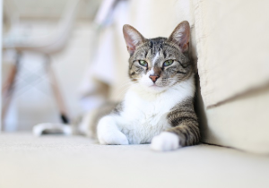 이쪽을 바라보는 고양이