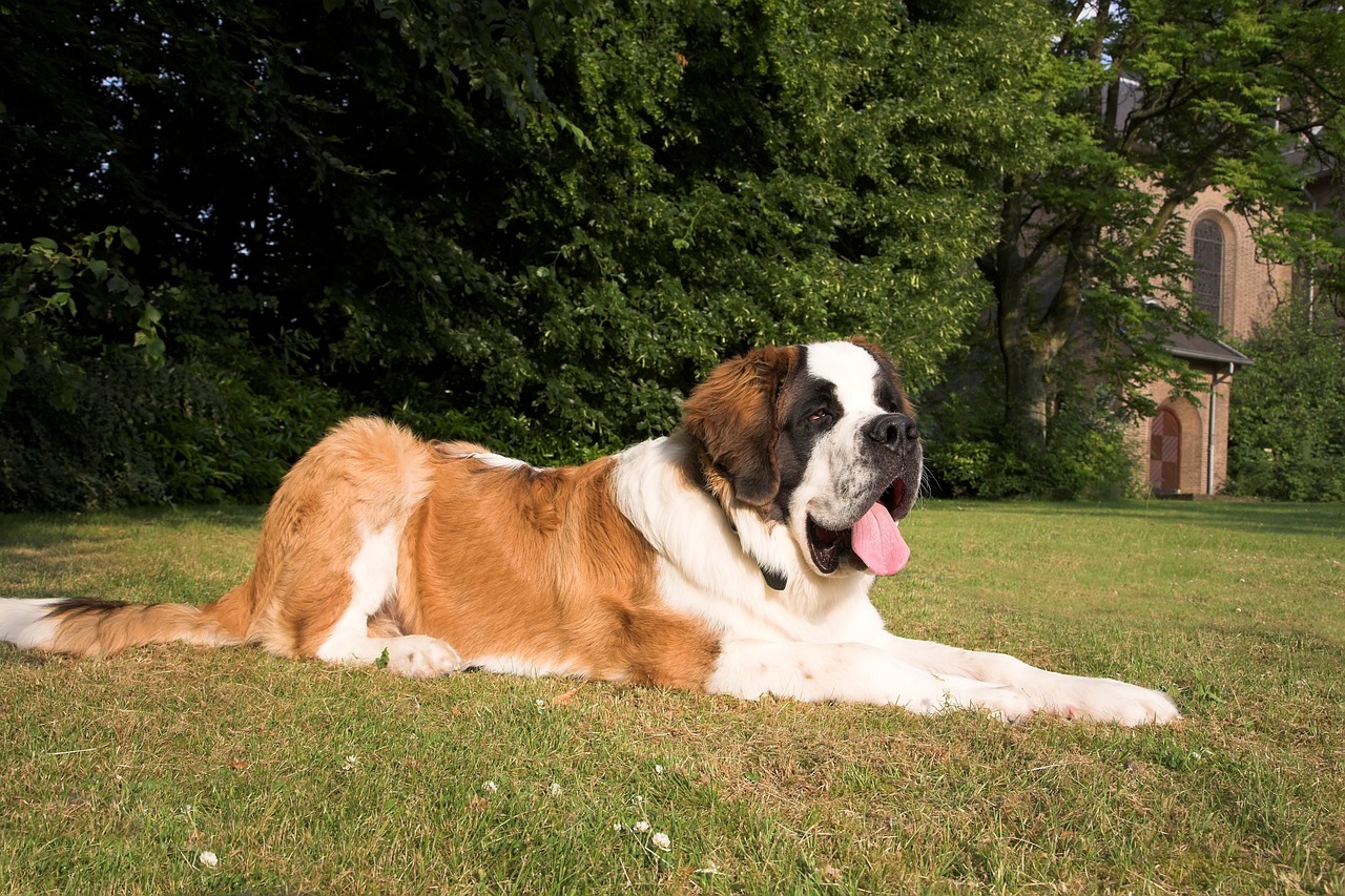 세인트 버나드(Saint Bernard)