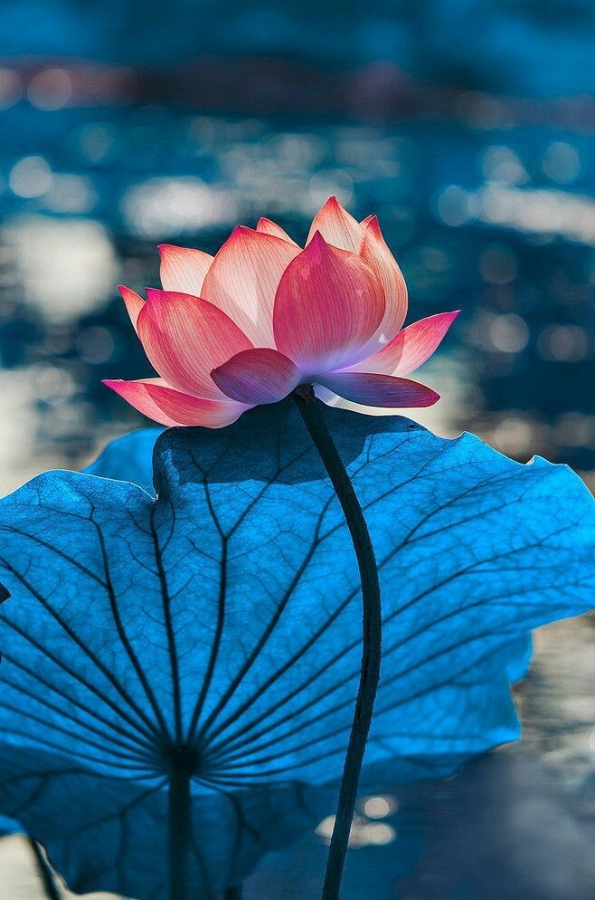 자연 치유의 이치 1