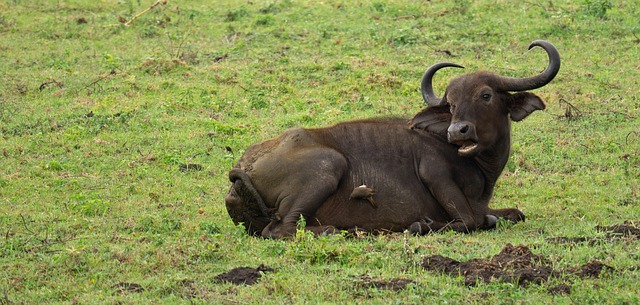 세렝게티 자연이 주는 감동과 힐링 (여행 트렌드, 여행준비물 등 포함)