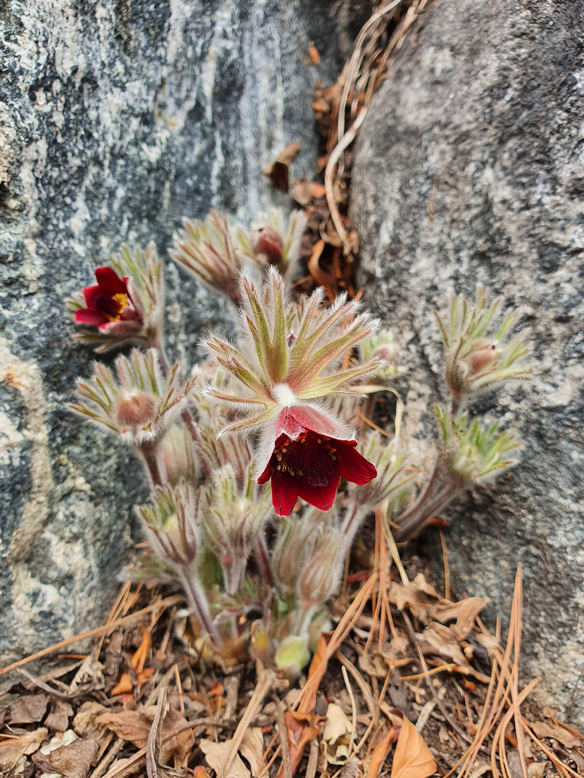 성남시식물원 할미꽃13