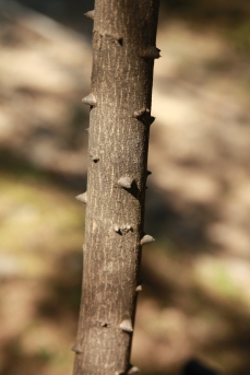 산초나무 줄기