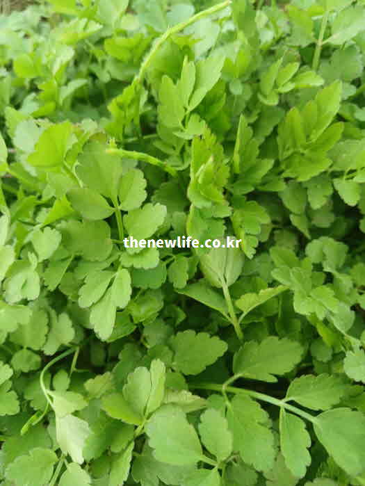 미나리 효능 면역력 강화 퀘르세틴 캠페롤