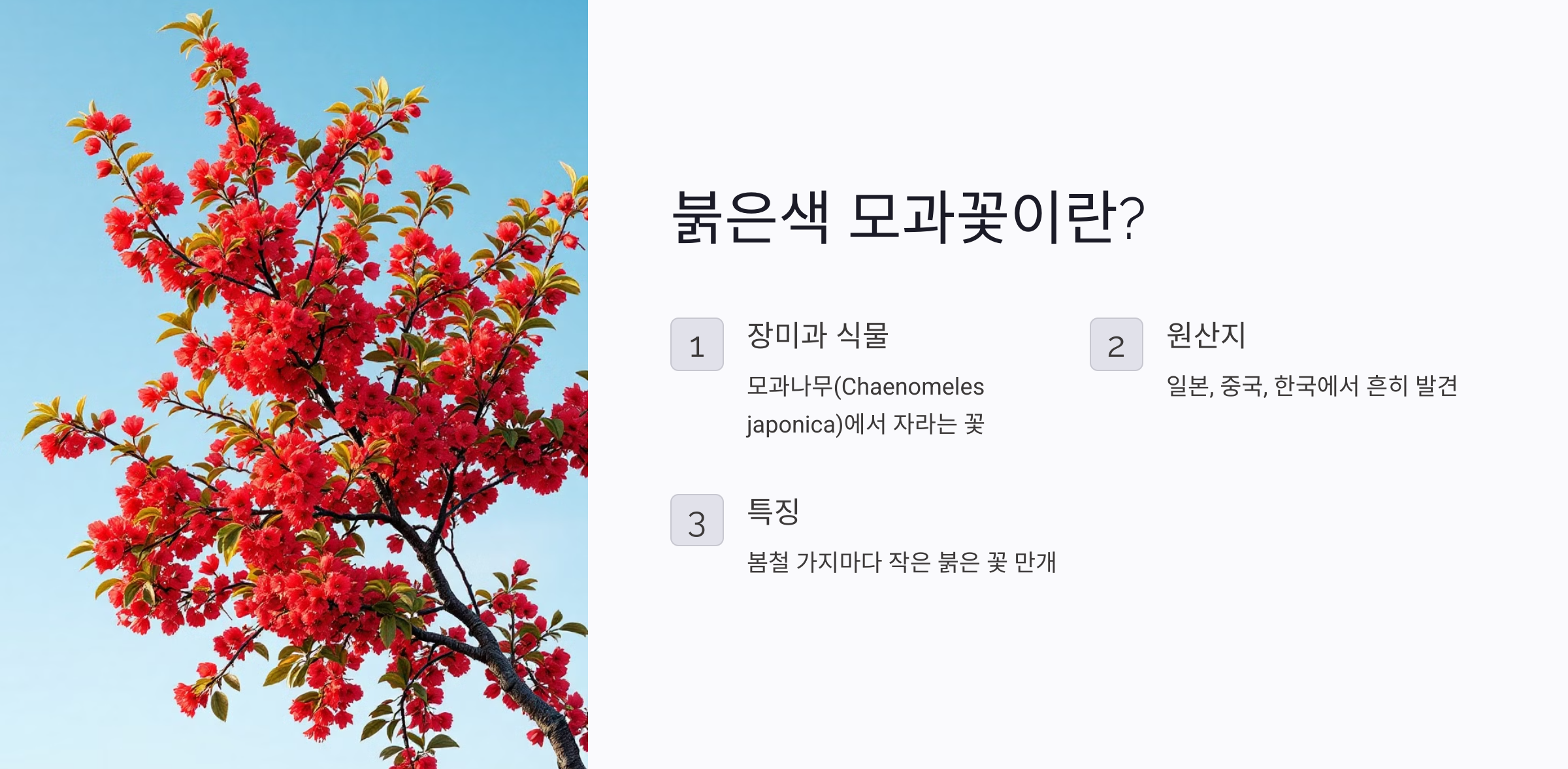 붉은색 모과꽃