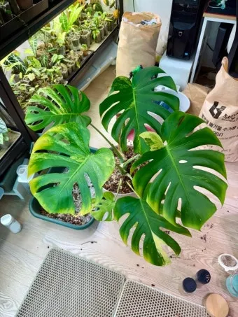 화분 노랗게 변함 원인 영양부족 과습해결 비료주기 조절 방법_16