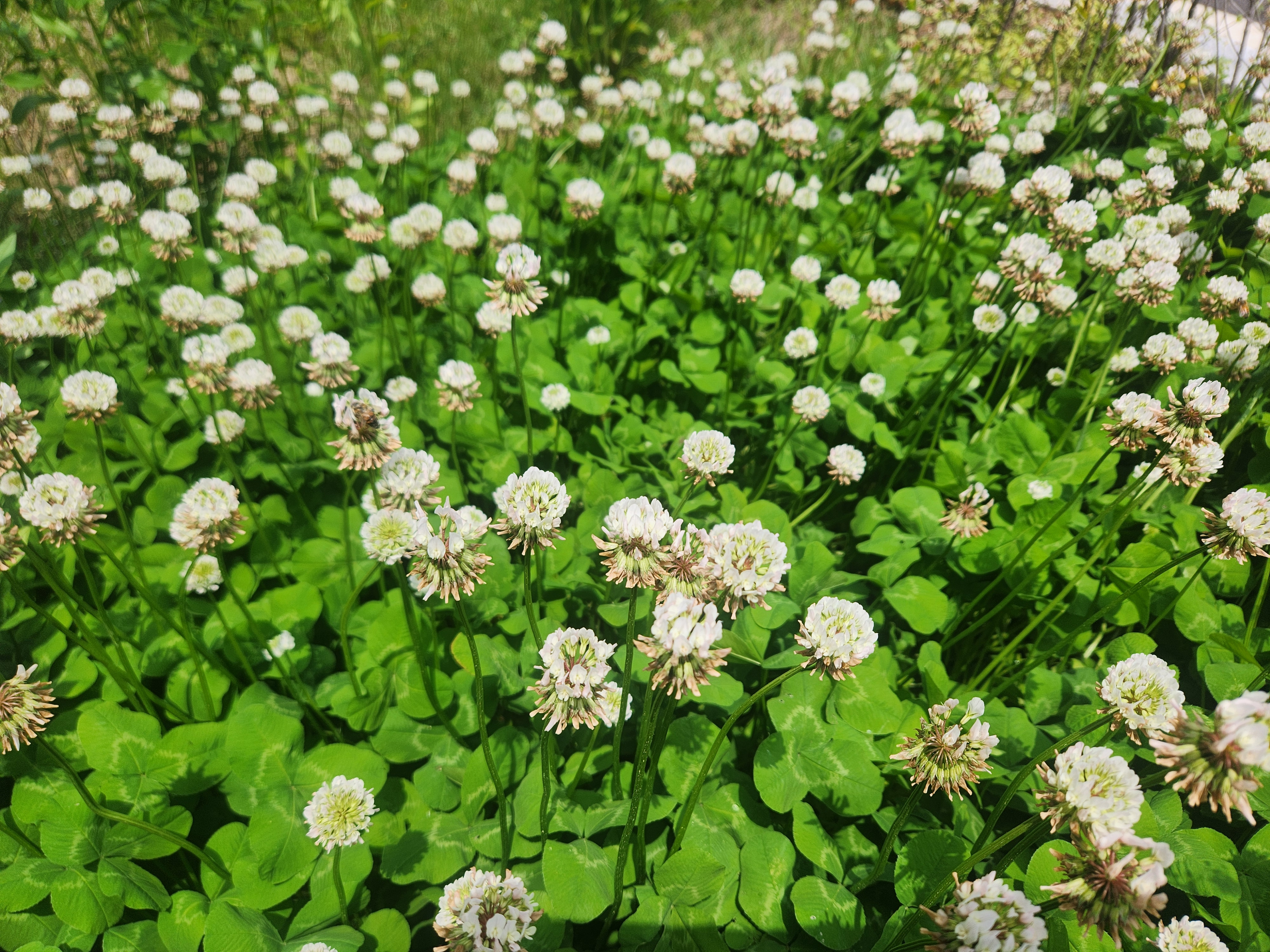 행운의 상징 클로버와 흰꽃의 조화