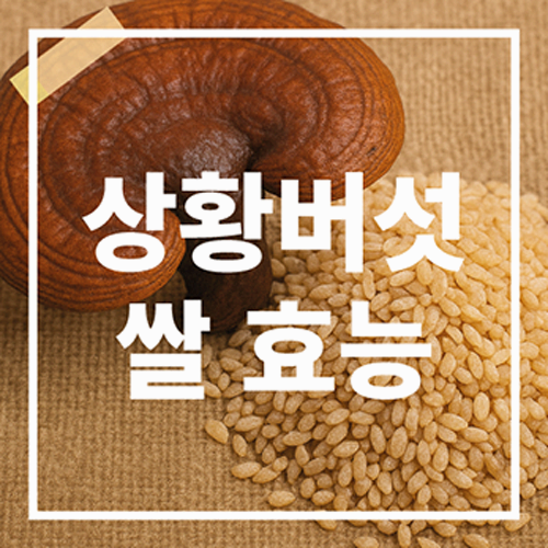 상황버섯 쌀 효능
