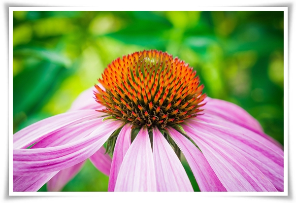 "에키네시아" 자연이 주는 건강의 선물, 건강을 지키는 허브 꽃!