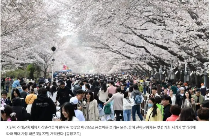 진해군항제-벚꽃축제