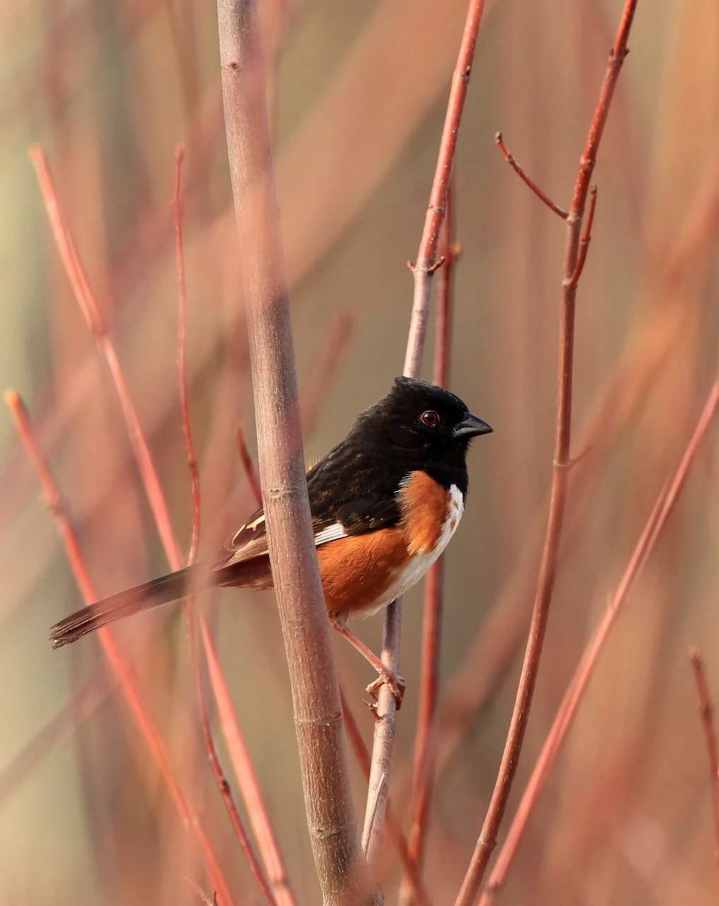 조류학자가 본 뉴칼레도니아뜸부기의 매력