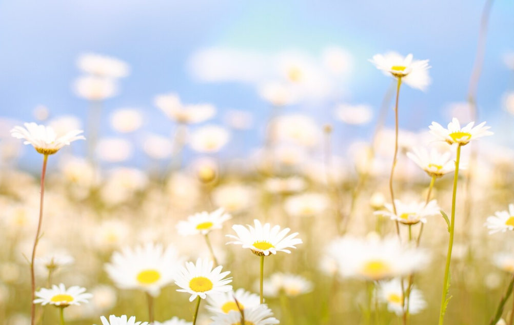 화창한 봄, 만개한 꽃