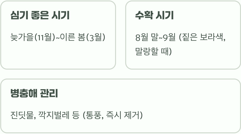 서양자두나무 묘목 키우기 A to Z