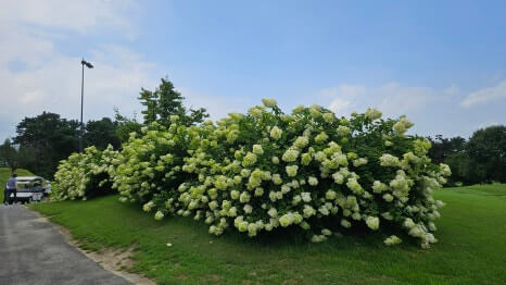 골프장 경험담 이천 더반cc 가성비 좋은 퍼블릭 + 연습 라운드 또는 입문자 연습장 느낌으로 활용 가능