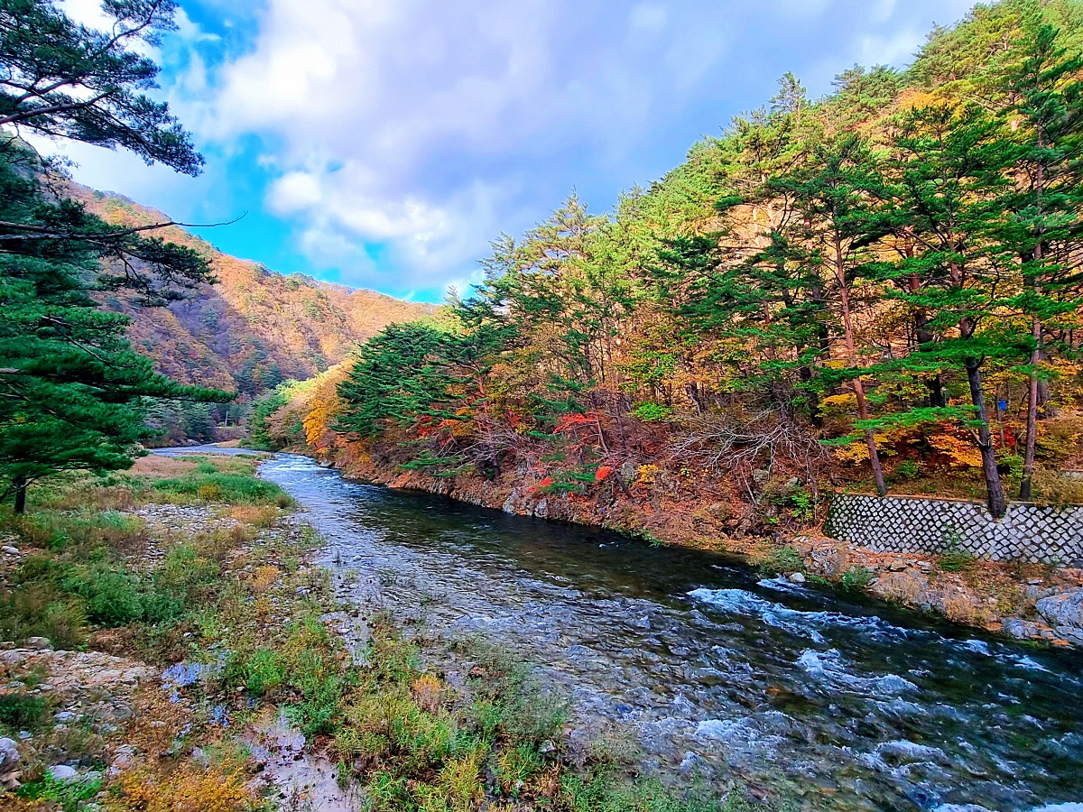 강원도 홍천 은행나무숲 방문 후기(10.23.): 단풍 확인 팁, 먹거리, 숙박