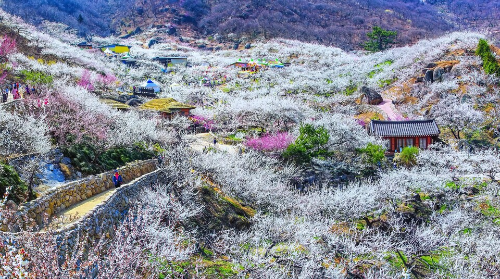 전국 매화 명소 추천 BEST 5, 광양&middot;통도사&middot;화엄사&middot;휴애리 개화 시기&middot;여행 코스 추천
