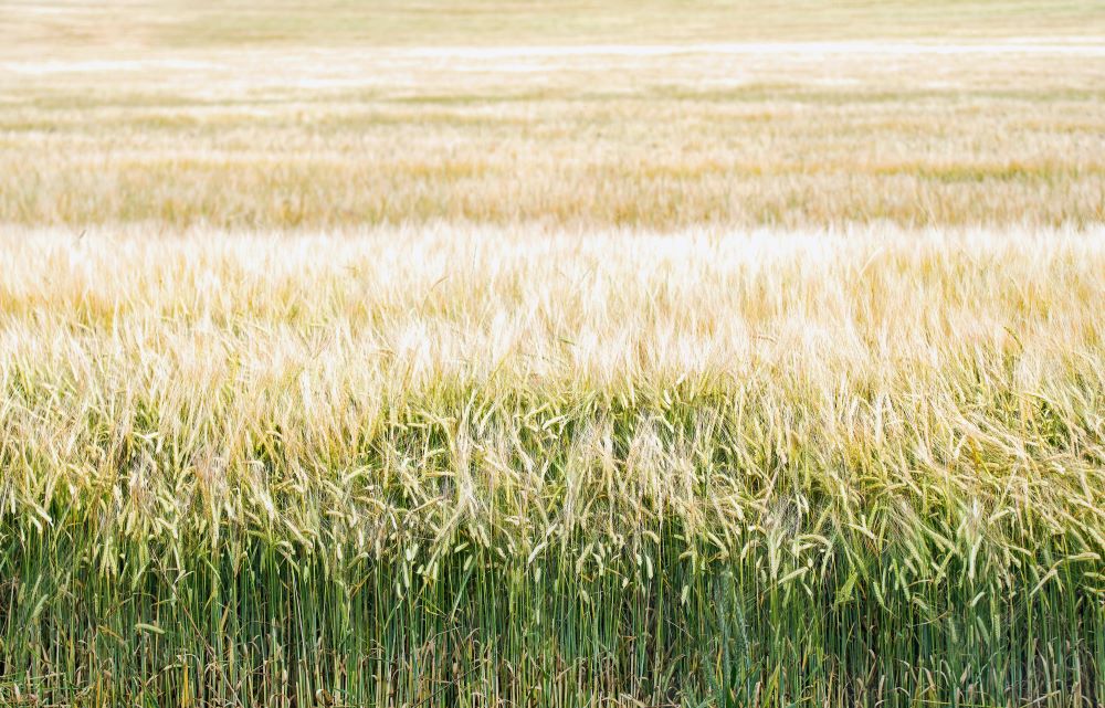 사탕수수 이미지