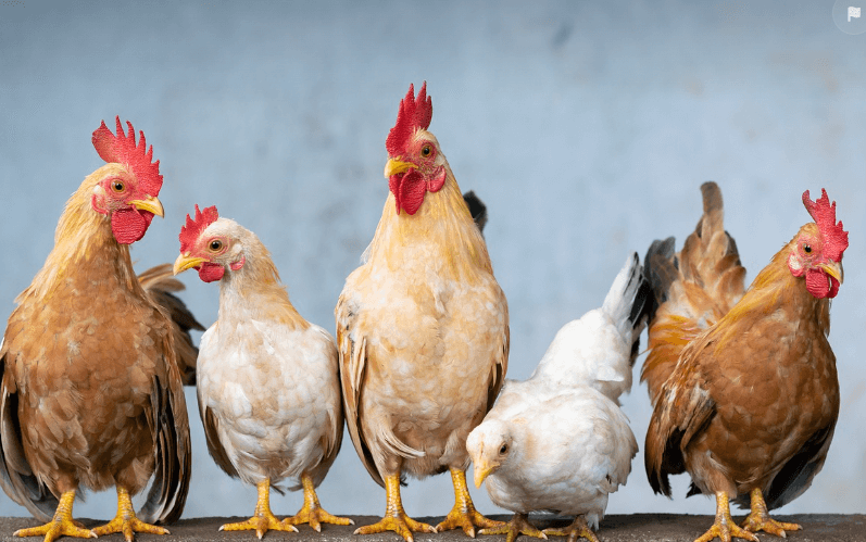 2024년 닭띠 운세