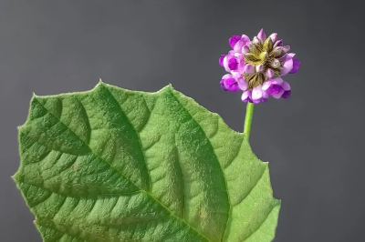 피부 고민 끝! 바쿠치올의 놀라운 비밀과 레티놀과의 차이점
