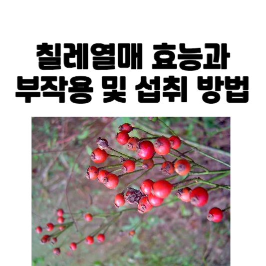 칠레열매 효능과 부작용 및 섭취 방법