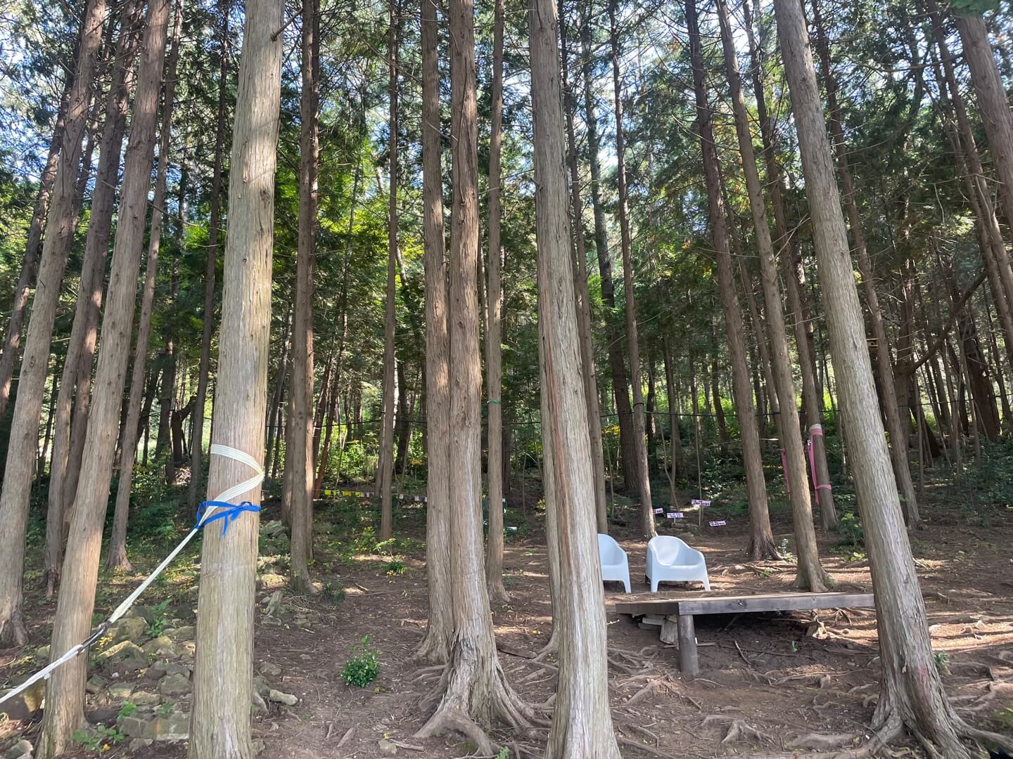 남해 토피아랜드 편백나무 숲