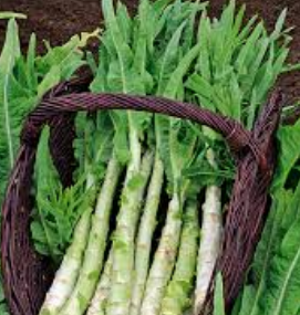 궁채 효능 부작용 나물 고르는법 칼로리