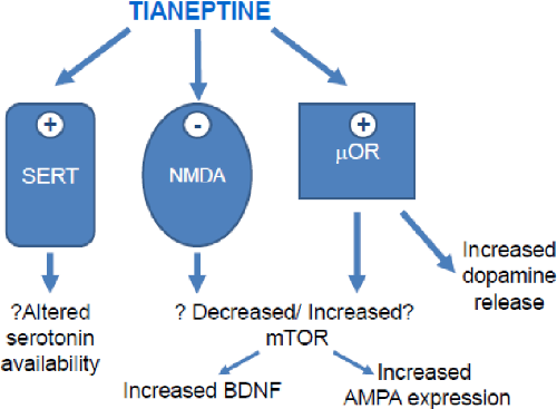 스타브론 티아넵틴 작용기전