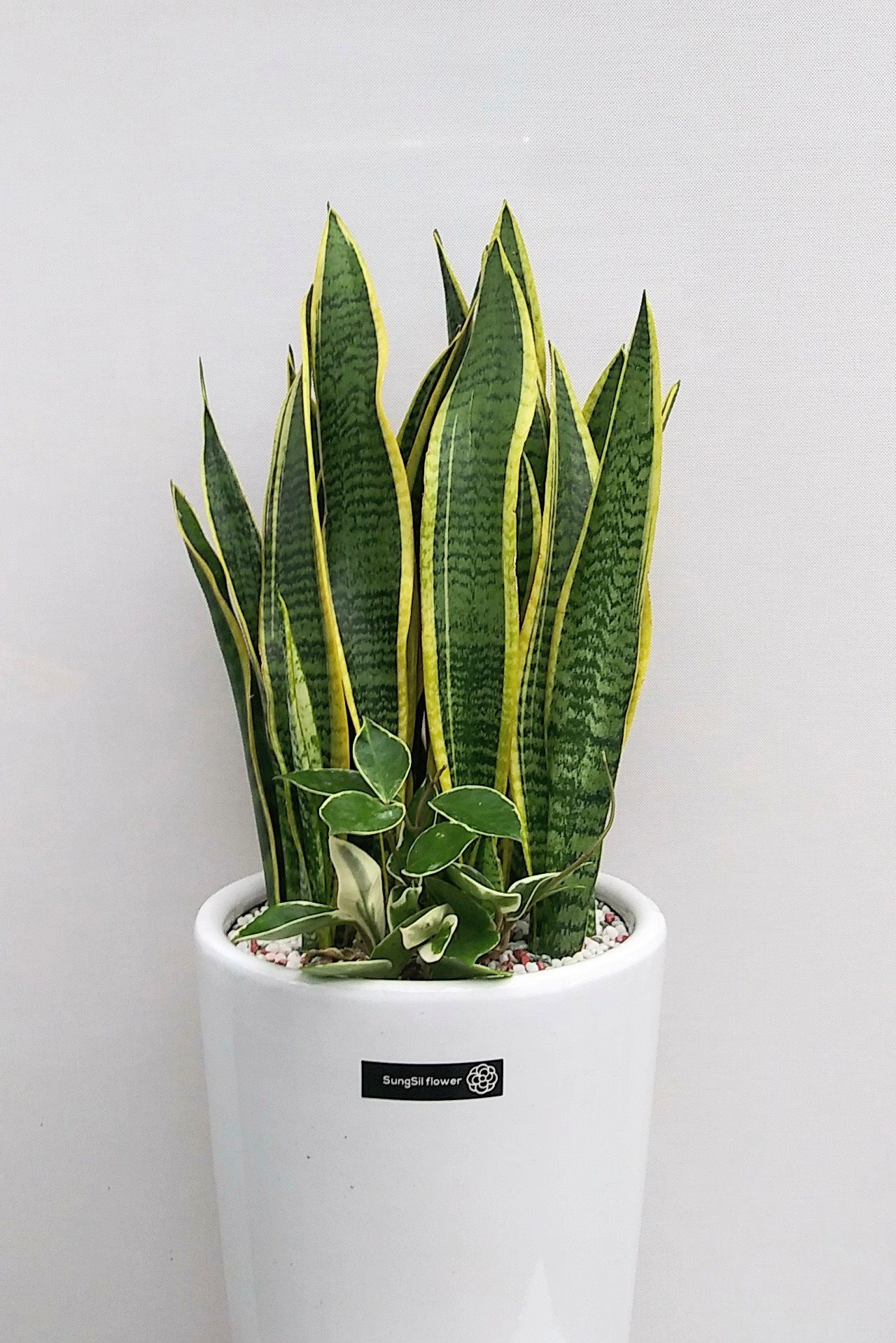 초보자도 키우기 쉬운 공기정화 식물 TOP 5 - 공기정화식물사진