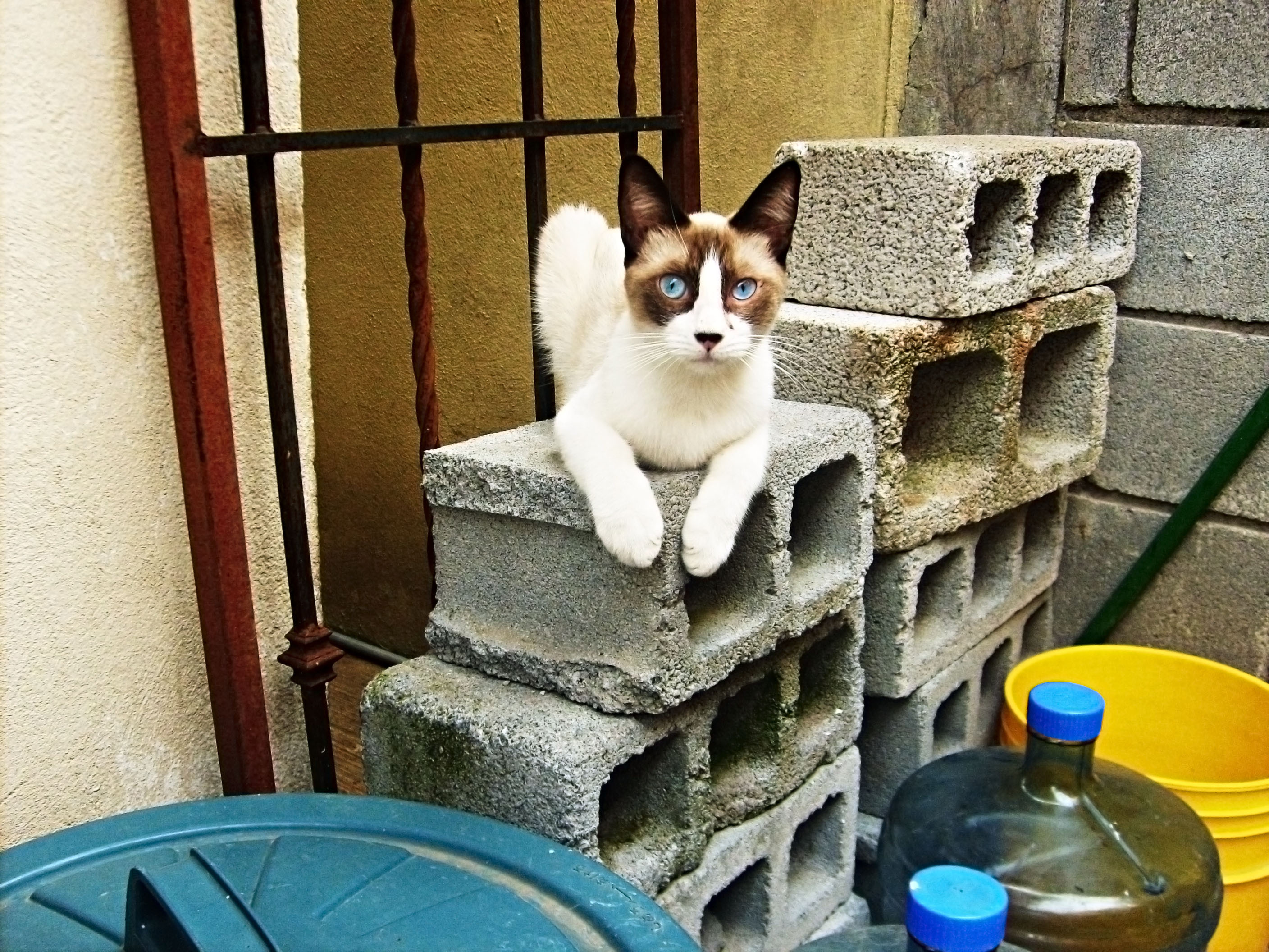 돌 위에 앉아있는 파란색 눈 고양이