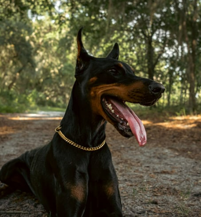 도베르만 성격, 털빠짐 질병 등 완벽 정리