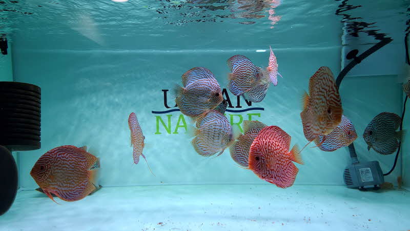 스폰지 여과기 탱크항