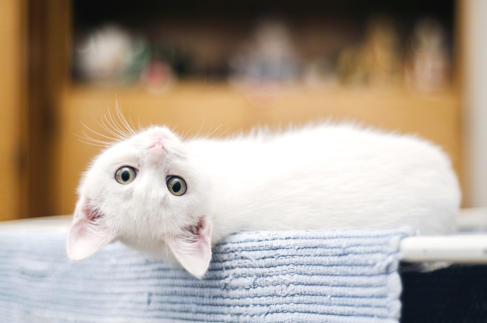 고양이