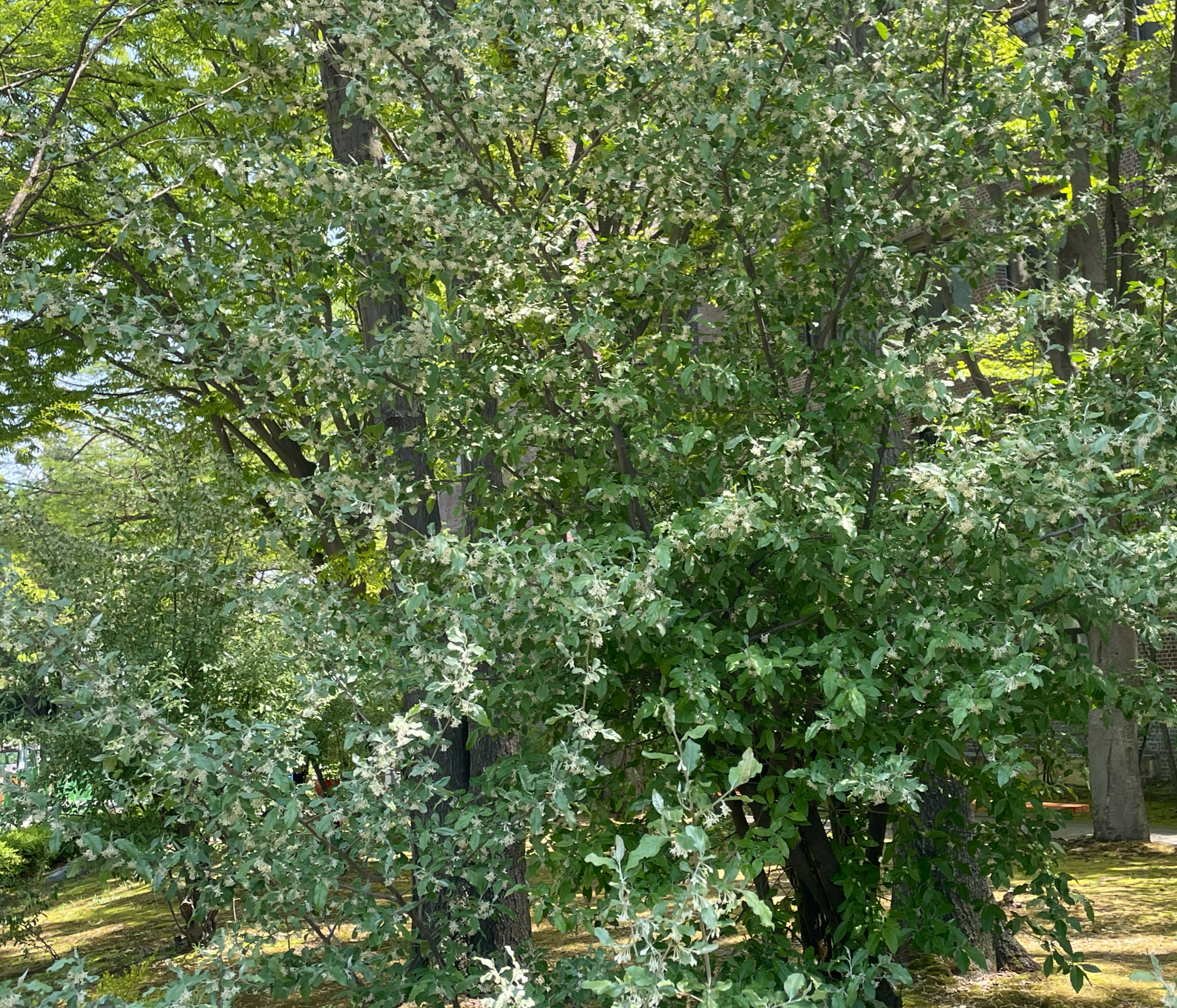 보리수나무 수형