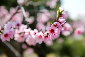 부천에서 만나는 오색봄꽃 여행 기본일정 과 프로그램 소개
