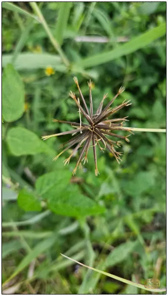 도깨비바늘 귀침초 자연이 준 해독의 명약 건강 효과_14