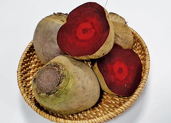 비트 재배 씨앗 불리기 발아 촉진 솎아 내기_6