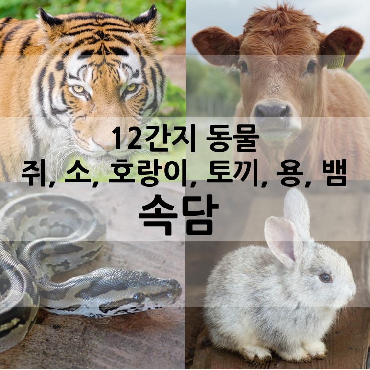 호랑이-소-뱀-토끼